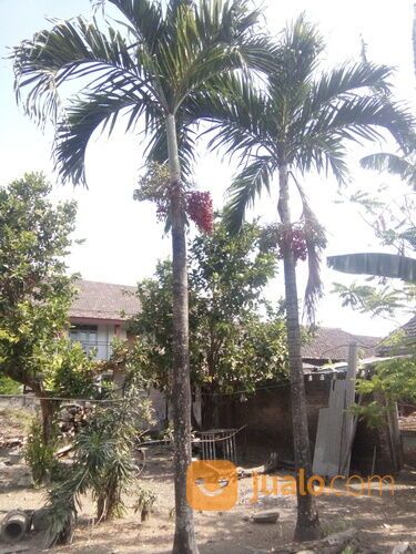 Pohon Palem Siap Tanam | Semua Jenis Pohon Palm Langsung Petani