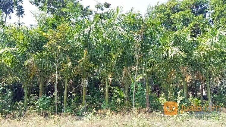 Pohon Palem Siap Tanam | Semua Jenis Pohon Palm Langsung Petani