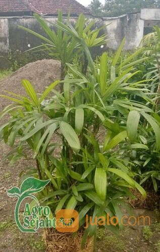 Pohon Palem Siap Tanam | Semua Jenis Pohon Palm Langsung Petani