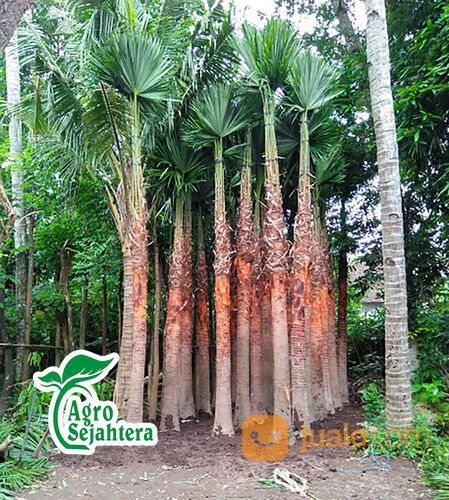 Pohon Palem Siap Tanam | Semua Jenis Pohon Palm Langsung Petani