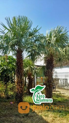 Pohon Palem Siap Tanam | Semua Jenis Pohon Palm Langsung Petani