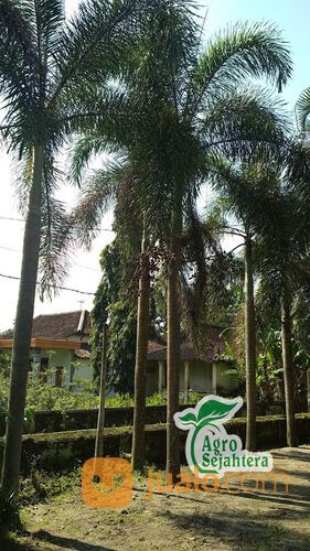 Pohon Palem Siap Tanam | Semua Jenis Pohon Palm Langsung Petani