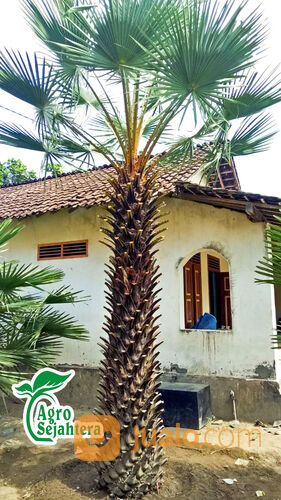 Pohon Palem Siap Tanam | Semua Jenis Pohon Palm Langsung Petani