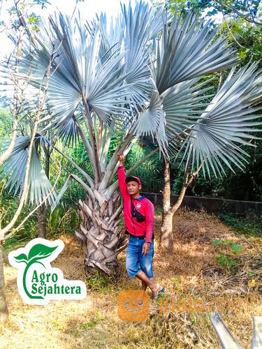 Pohon Palem Siap Tanam | Semua Jenis Pohon Palm Langsung Petani