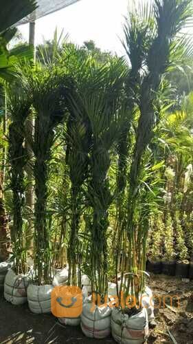 Pohon Palem Siap Tanam | Semua Jenis Pohon Palm Langsung Petani