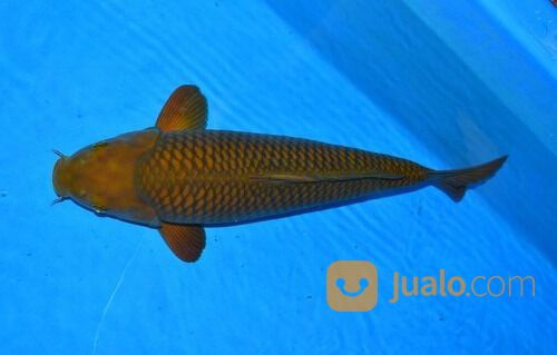 Sedia Ikan Koi Lokal di Tasikmalaya 085791708791 Kirim Seluruh Indonesia