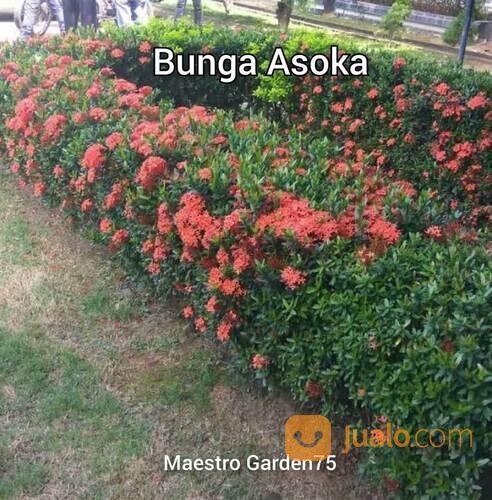 Asoka Bibit Kembang Tinggi 70 - 80 cm