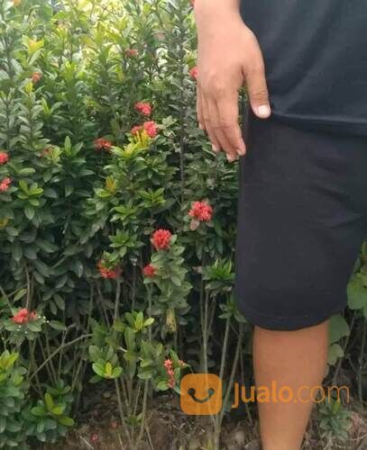 Asoka Bibit Kembang Tinggi 70 - 80 cm