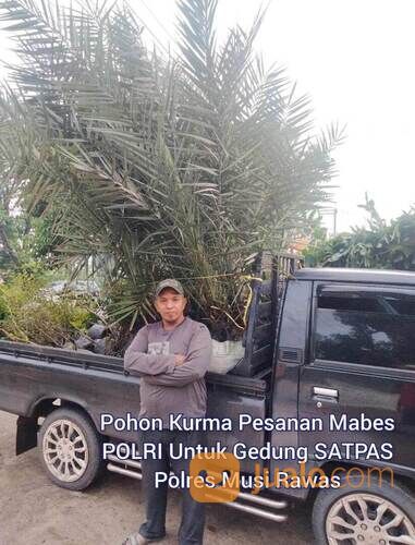 Pohon Kurma Tropis H1 Planterbag Usia 3 Tahun Tinggi Bibit 2 Meter +