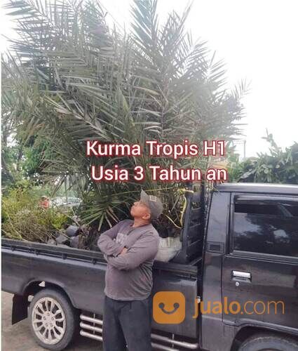 Pohon Kurma Tropis H1 Planterbag Usia 3 Tahun Tinggi Bibit 2 Meter +
