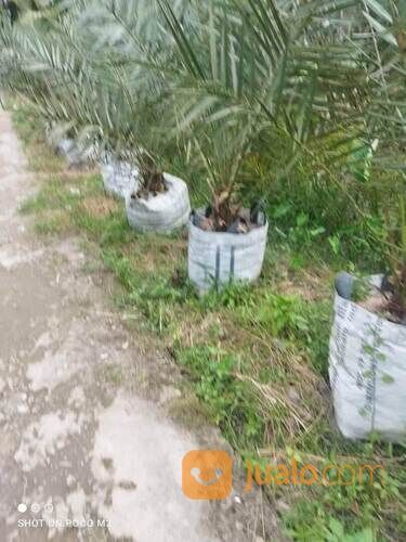 Pohon Kurma Tropis H1 Planterbag Usia 3 Tahun Tinggi Bibit 2 Meter +
