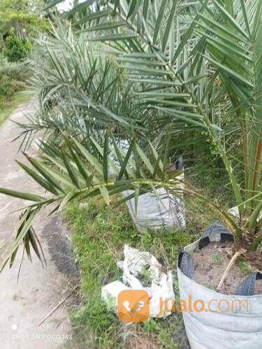 Pohon Kurma Tropis H1 Planterbag Usia 3 Tahun Tinggi Bibit 2 Meter +