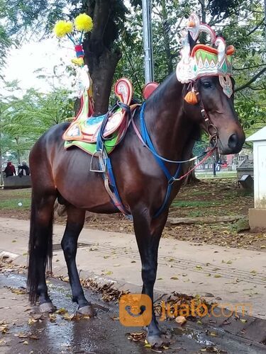 Kuda Renggong Mandala Putra