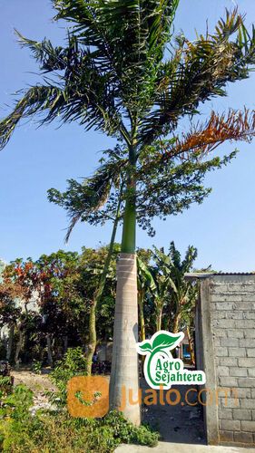 Pohon Palem Raja | Palm Raja | Palem Mewah Istimewa Super