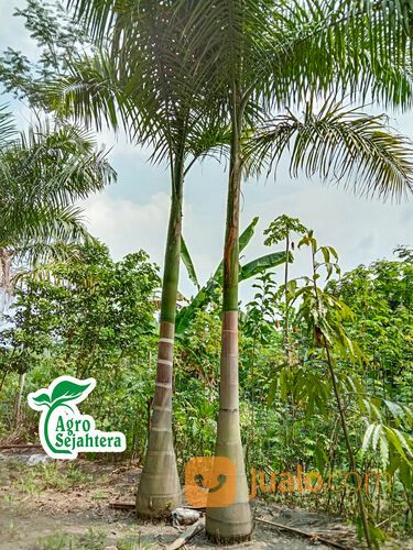 Pohon Palem Raja | Palm Raja | Palem Mewah Istimewa Super