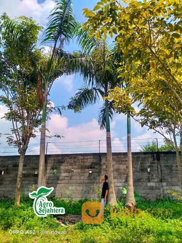 Pohon Palem Raja | Palm Raja | Palem Mewah Istimewa Super