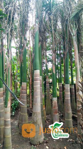 Pohon Palem Raja | Palm Raja | Palem Mewah Istimewa Super