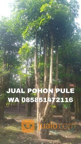 Harga Pohon Pule Terbaru Siap Tanam