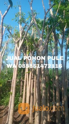 Harga Pohon Pule Terbaru Siap Tanam