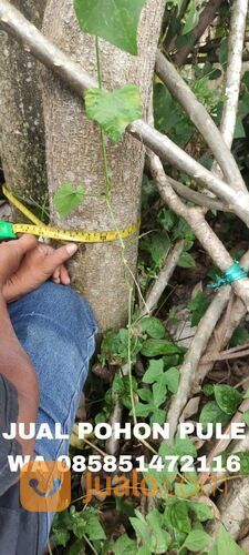 Harga Pohon Pule Terbaru Siap Tanam
