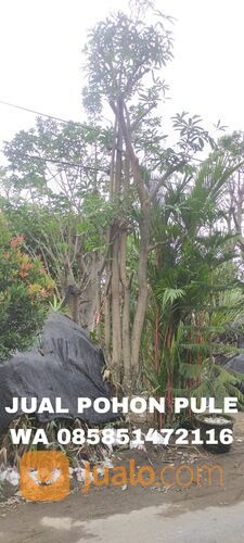 Harga Pohon Pule Terbaru Siap Tanam