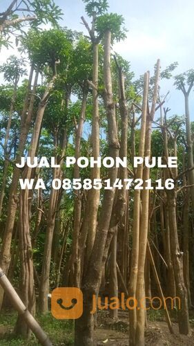 Harga Pohon Pule Terbaru Siap Tanam