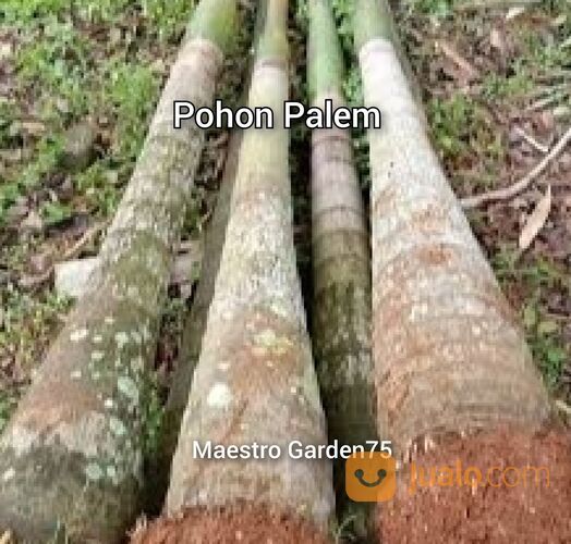 Palem Ekor Tupai Tinggi 3 Meter Batang