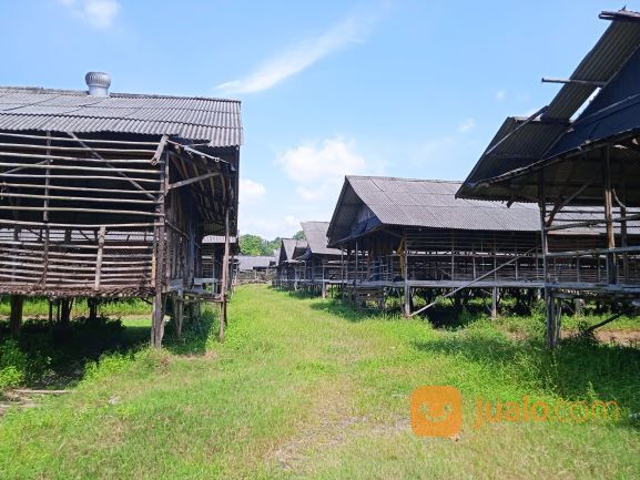 Lahan Murah, Tanah bekas Peternakan Ayam di Setu Bekasi