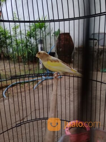 Kenari keturunan F2SF X AF