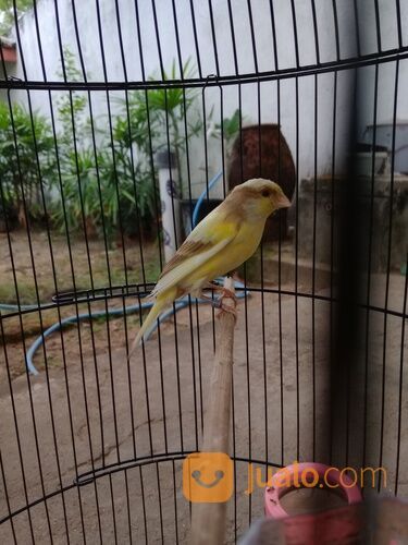 Kenari keturunan F2SF X AF