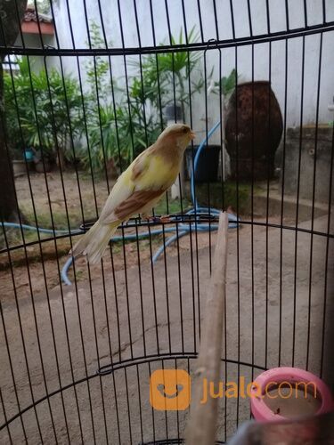 Kenari keturunan F2SF X AF