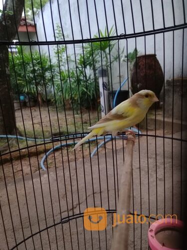 Kenari keturunan F2SF X AF