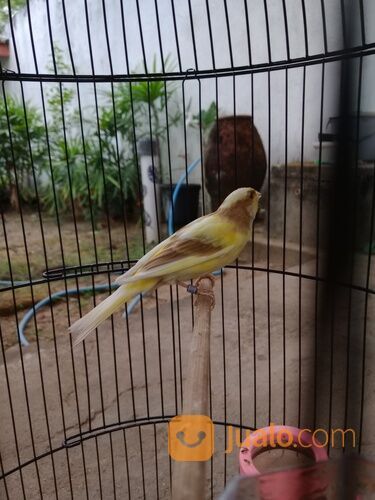 Kenari keturunan F2SF X AF