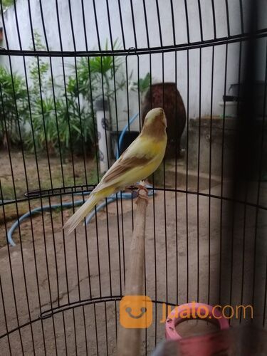 Kenari keturunan F2SF X AF