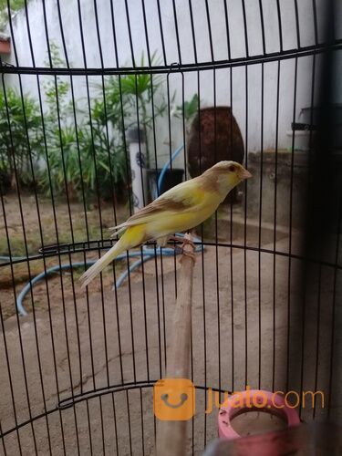 Kenari keturunan F2SF X AF