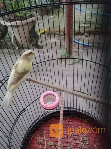 Kenari keturunan F2SF X AF