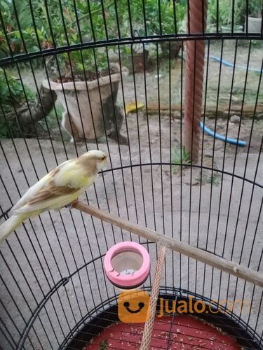 Kenari keturunan F2SF X AF