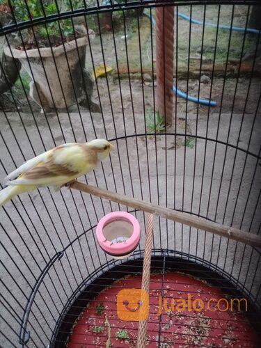 Kenari keturunan F2SF X AF