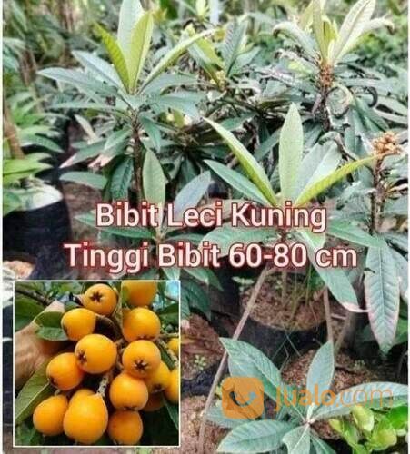 Bibit Leci Kuning TInggi Bibit 60-70 Cm