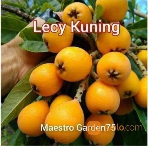 Bibit Leci Kuning TInggi Bibit 60-70 Cm