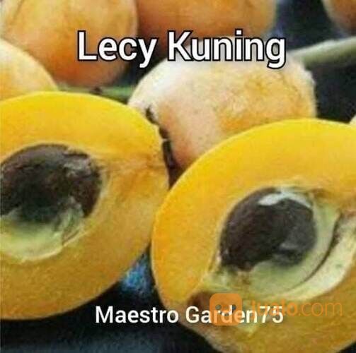 Bibit Leci Kuning TInggi Bibit 60-70 Cm