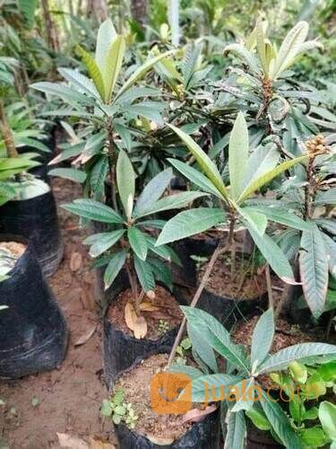 Bibit Leci Kuning TInggi Bibit 60-70 Cm