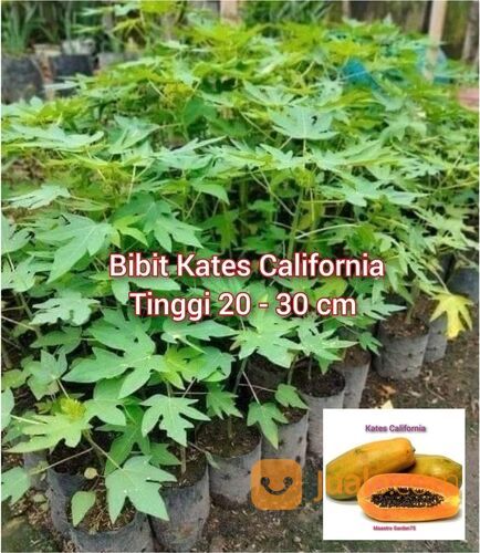 Bibit Kates California Tinggi 20 - 30 cm