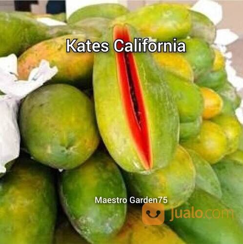 Bibit Kates California Tinggi 20 - 30 cm