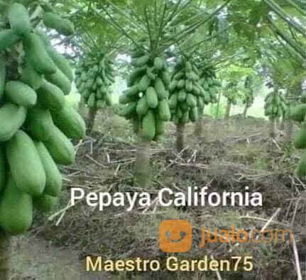 Bibit Kates California Tinggi 20 - 30 cm