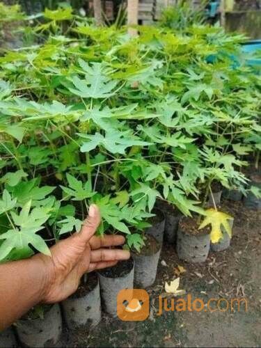 Bibit Kates California Tinggi 20 - 30 cm