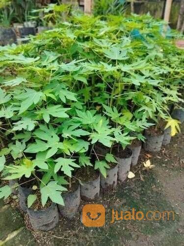 Bibit Kates California Tinggi 20 - 30 cm