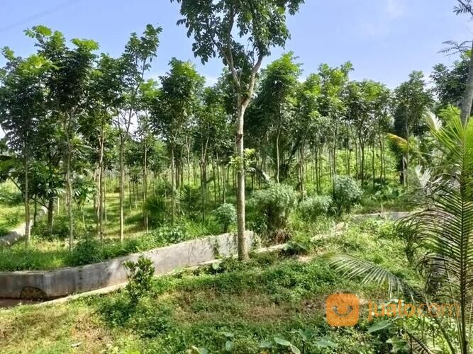 Tanah Pekarangan di Gunung Pati Semarang