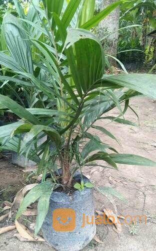 Bibit Sawit Sriwijaya 5 Usia 10 Bulan