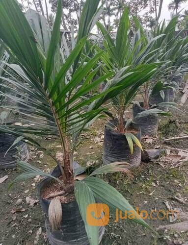 Bibit Sawit Sriwijaya 5 Usia 10 Bulan